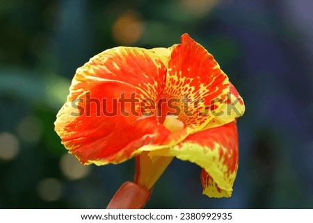 Close up of blooming orange with yellow edges canna flower with bokeh background