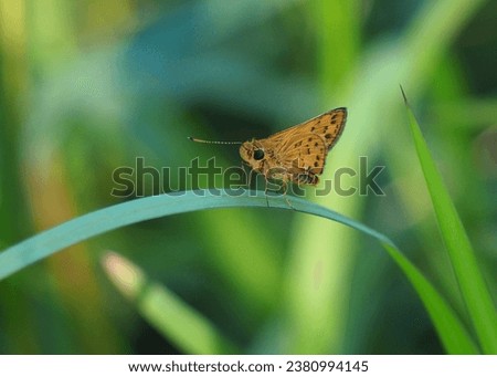 Picture of beautiful small yellow butterfly on green leaf Potanthus omaha, commonly known as the lesser dart, is a species of skipper butterflies.