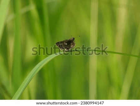 Picture of beautiful small yellow butterfly on green leaf Potanthus omaha, commonly known as the lesser dart, is a species of skipper butterflies.