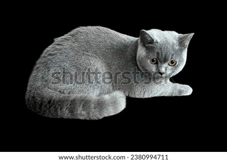 British short hair cute cat expose black background