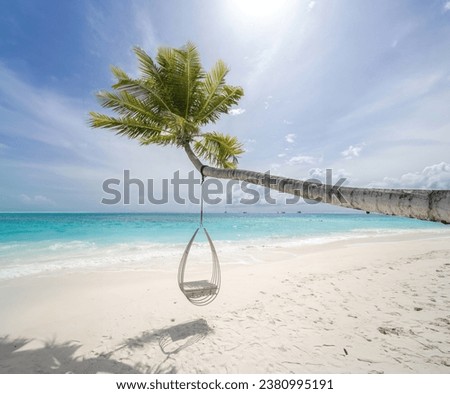 A Swing Hanging on a Palm Tree Maldives Drone Photos 