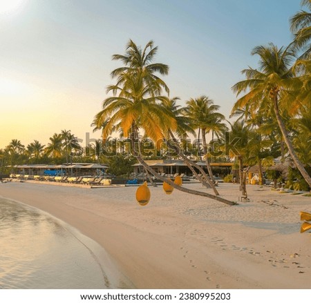 
Swings Hanging on Palm Trees Maldives Drone Photo Shot