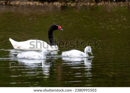 family of swans, baby swans and adult swans, swimming peacefully in a green lagoon on a sunny day with a dark background