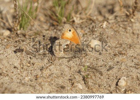 Naturtal closeup on the Small Heath butterfly Coenonympha pamphilus with closed wings on the ground Royalty-Free Stock Photo #2380997769