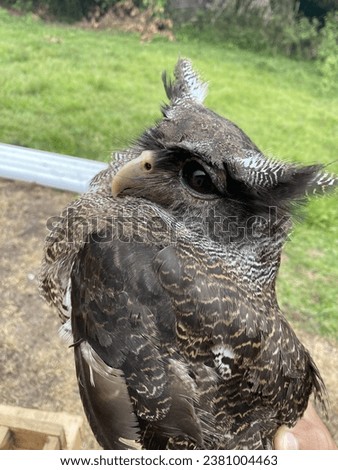 Owl bird in the countryside