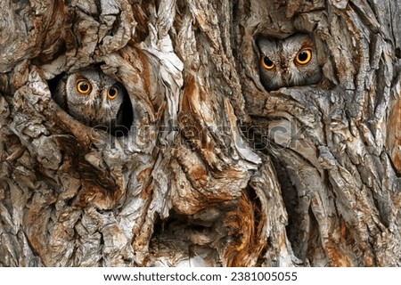 An owls looking out from its nest. Natural background. Scops Owl. Tree trunk creating a beautiful background