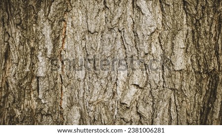 Pattern of dried old teak bark wood in Thailand.Cracked wood texture big tree surface.Template for design.Abstract natural background.Beautiful pattern.Space for work.Banner.Wallpaper.Selective focus.
