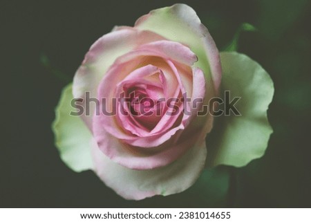 One amazing beautiful pink rose