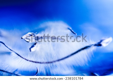 Abstract composition with dried clematis seeds and light 