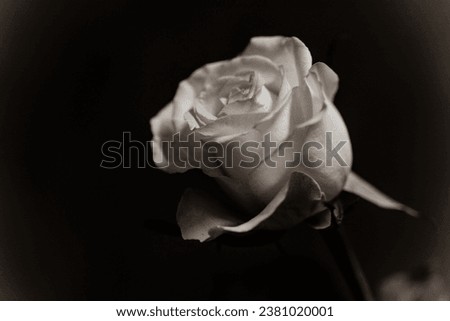 Black and white photo from a rose