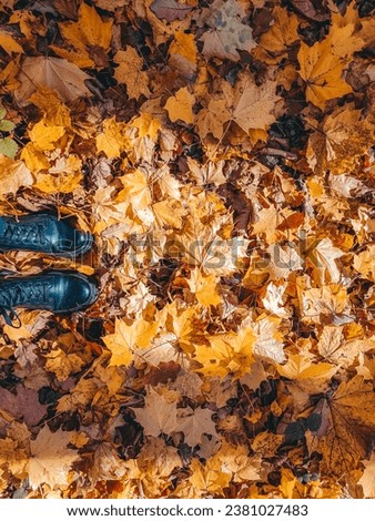 bright yellow autumn forest with many leaves