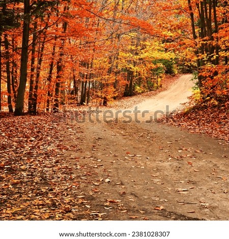 Autumn forest path. Orange color tree, red brown leaves