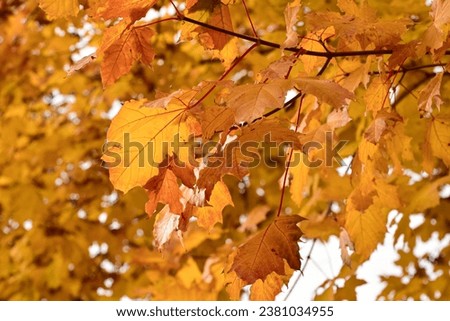 Autumn golden  leaves, photo of November nature. Fall time photo