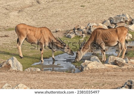 Common eland antelopes on safari grounds. The magnificent Bex Bergen park. Netherlands. Royalty-Free Stock Photo #2381035497