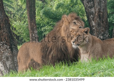 North African lions. Scene of a lion courting a lioness.