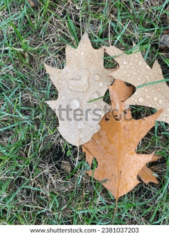 Newly fallen oak leaf with rain drops on it on the ground in the historic and heritage MacDonald Gardens park in Lowertown east Ottawa Ontario Canada.