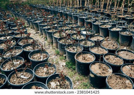 flower business. Rose sprouts in pots in an open greenhouse. growing selling plants. gardening concept.