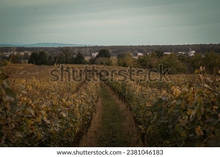 Autumn picture of vineyard with  village in the background and blue sky. Vineyard after harvest.