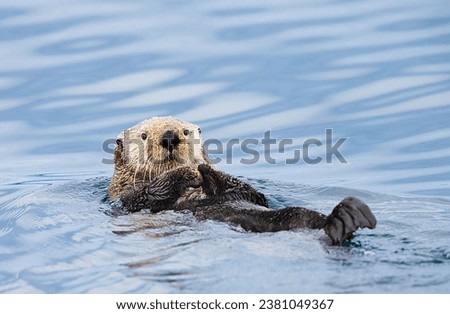 Sea Otter Relax in Water 4K