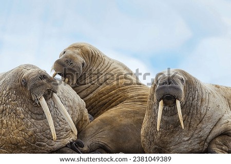 Walrus Hauled Out on Beach with Iceberg and Ocean in the Background