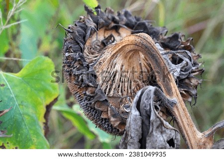 ​​​​​​​​​​​Sclerotinia sclerotiorum Diseases of Sunflower​ (White mold). Sclerotinia head rot.