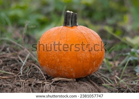A fresh pumpkin on a grass Royalty-Free Stock Photo #2381057747