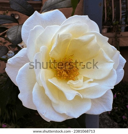 Chinese rose flower in Los Angeles