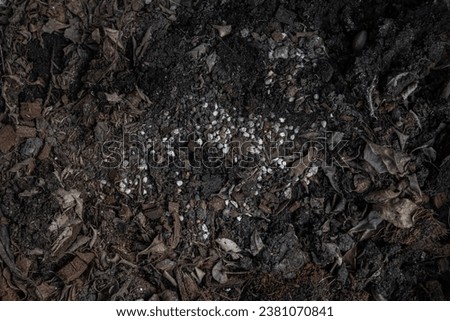 The picture shows soil composting with planting soil, organic fertilizer, and coconut husks, which are rich in various minerals necessary for plants.