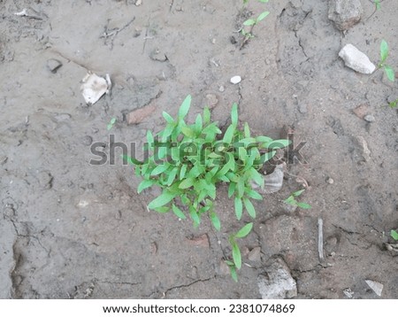 Mini Coriander Plant With Texture Vintage Background fresh growing organic coriander plants. Small GreenPlants Of Coriander In Garden Sunny Day All parts of the plant are edible, Royalty-Free Stock Photo #2381074869