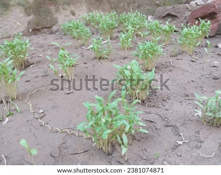 Mini Coriander Plant With Texture Vintage Background fresh growing organic coriander plants. Small GreenPlants Of Coriander In Garden Sunny Day All parts of the plant are edible, Royalty-Free Stock Photo #2381074871