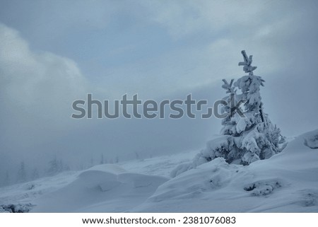 Beautiful winter snowy forest, winter holiday, winter bad weather blizzard