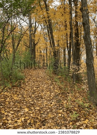 Autumn landscape. Autumn forest. Yellow leaves fell to the ground. Autumn trees
