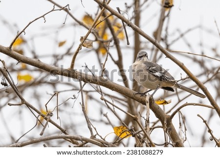 Northern mockingbird perched in a bare tree in fall.