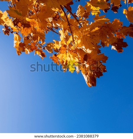 Yellow orange autumn leaves in the forest against the background of a bright sunny blue sky copy space selective focus