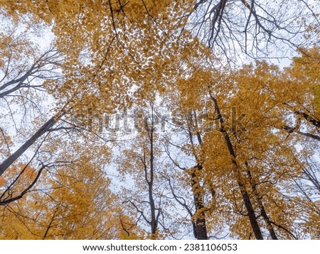 Low angle view of autumn woodland with bright yellow foliage Royalty-Free Stock Photo #2381106053