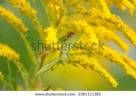 giant praying mantis peeks out from between the shining yellow goldenrod flowers (Wildlife closeup macro photograph)