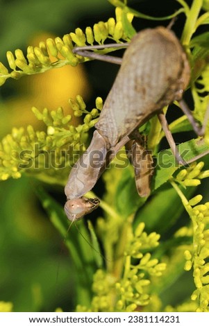Rare brown coloredflat belly mantis posing in return with a yellow flower goldenrod (Wildlife closeup macro photograph)
