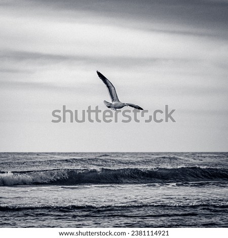 A seagull flying over the ocean near coast