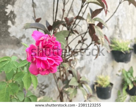 Bunga peony tiongkok (Paeonia) which blooms beautifully pink