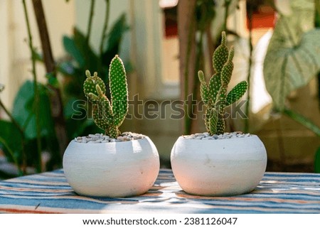 Close-up and bokeh of an Opuntia Mickey Ownroot Cactus plant in a small white pot. Cactus plants placed on a table with an ethnic tablecloth during the day in a garden full of other plants