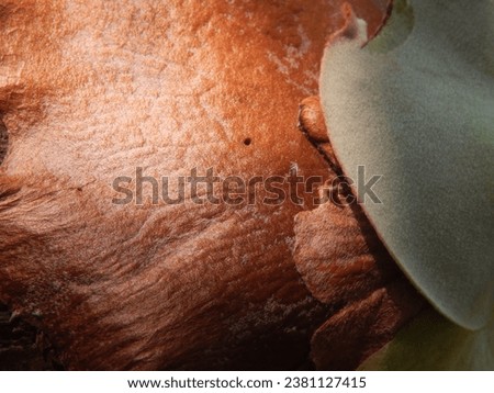close up view of Platycerium called tanduk rusa orchid flower  brown plant texture