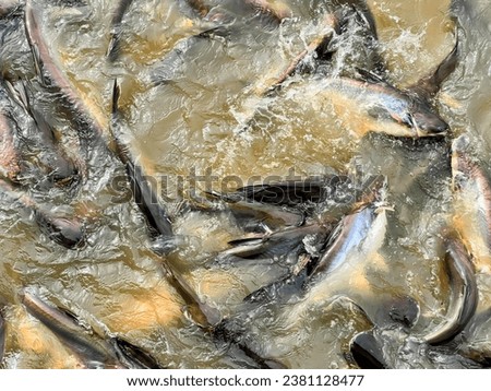 a large amount of fish are swimming in the river.