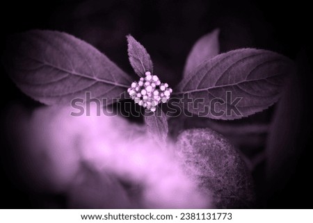 Pink and purple nature, beautiful blooming flower with leaves, flowering plant, fresh flower in garden, floral image