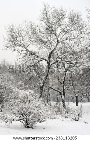 Winter landscape with snow-covered trees. Black and white photo. Woodland