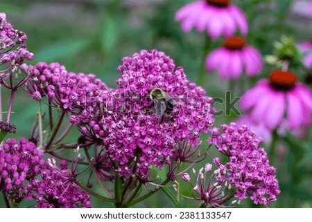 Macro texture view of beautiful pink swamp milkweed (asclepias incarnata) flower blossoms with view of a bumblebee Royalty-Free Stock Photo #2381133547
