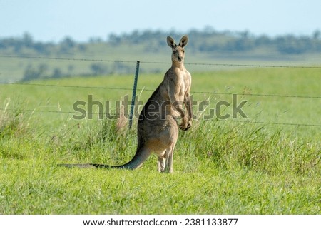 An eastern Grey Kangaroo standing upright next to a barbed wire fence. 