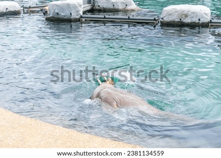 Netherlands, Harderwijk, Dolfinarium, Europe, a walrus swimming in a pool of water