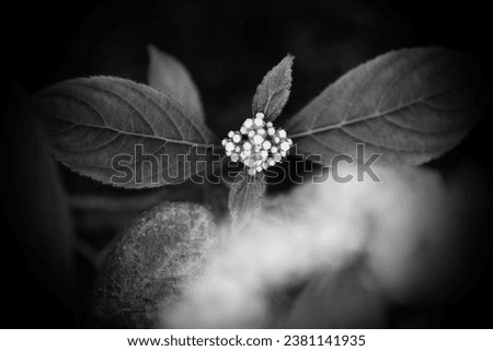 Beautiful blooming flower with leaves, flowering plant, fresh flower in garden, floral image, black and white photo