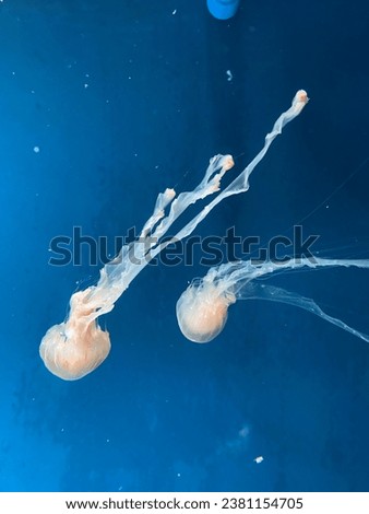 Jellyfish swim gracefully in a tank