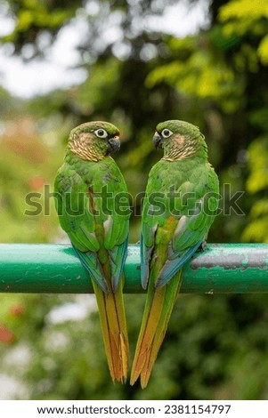 Two green parrots, both with bright green plumage, sitting closely side by side on a tree branch.